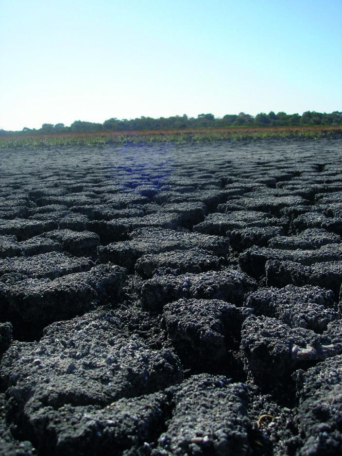 Photograph of soil and wetland